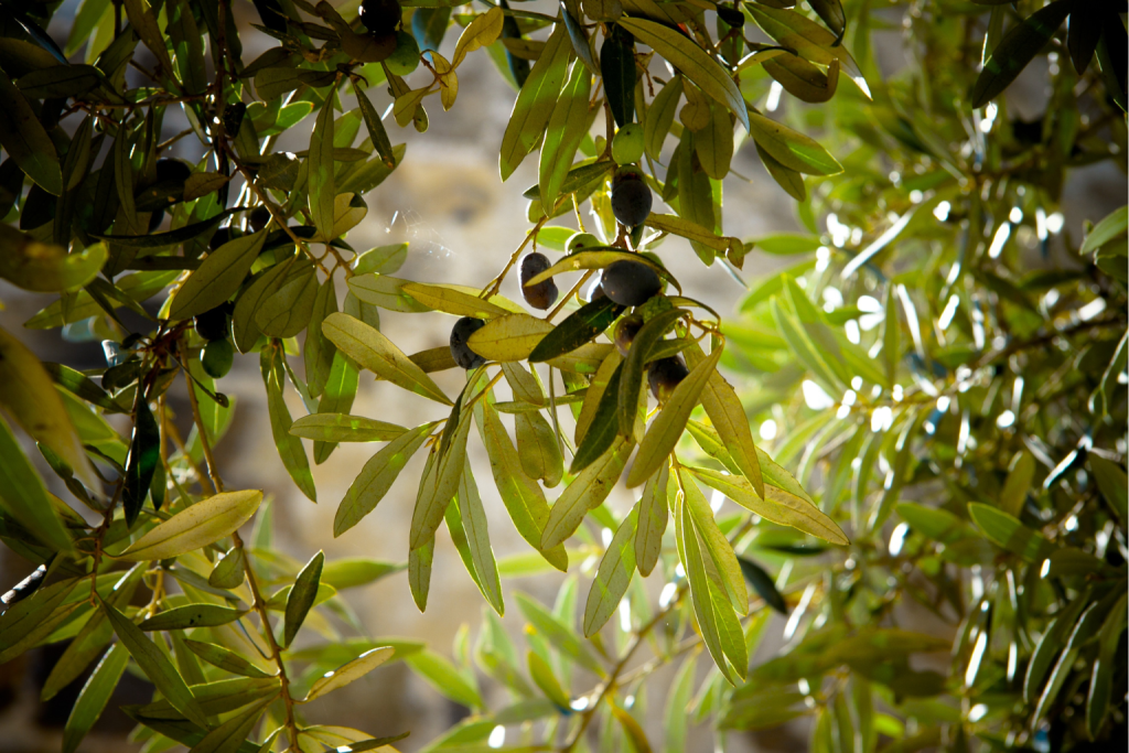olio extravergine di oliva