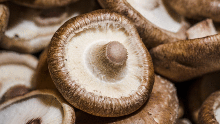 Il fungo Portobello: lo scarto diventato star - immagine di copertina