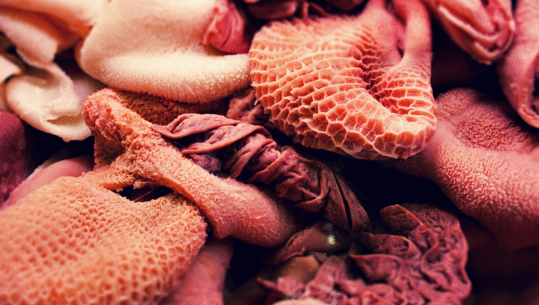 Quinto quarto: tutto quello che ti puoi mangiare di un animale - immagine di copertina