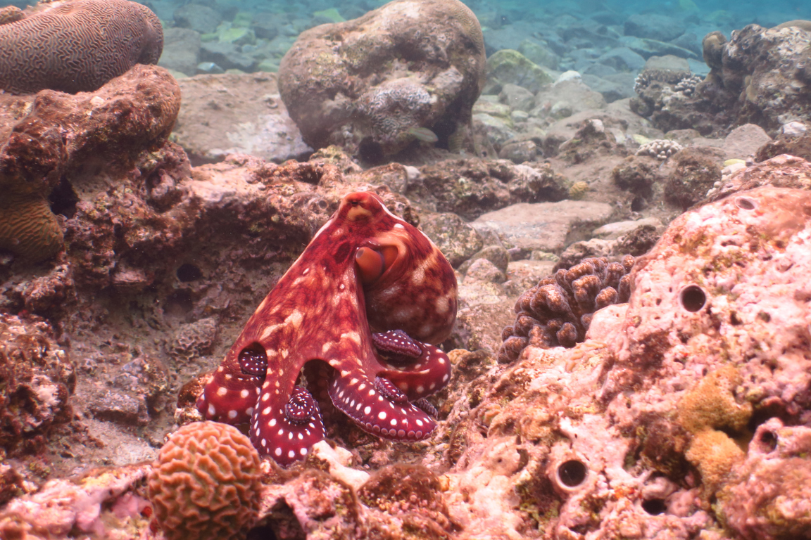 animali strani che mangia l'uomo