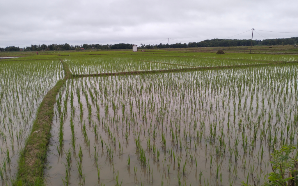 zuppa di rane - risaie