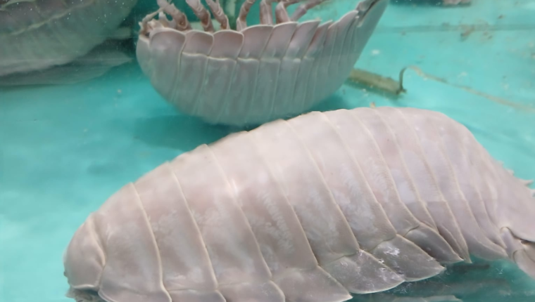 Ingredienti assurdi dall’Asia: l’isopodo acquatico gigante - immagine di copertina