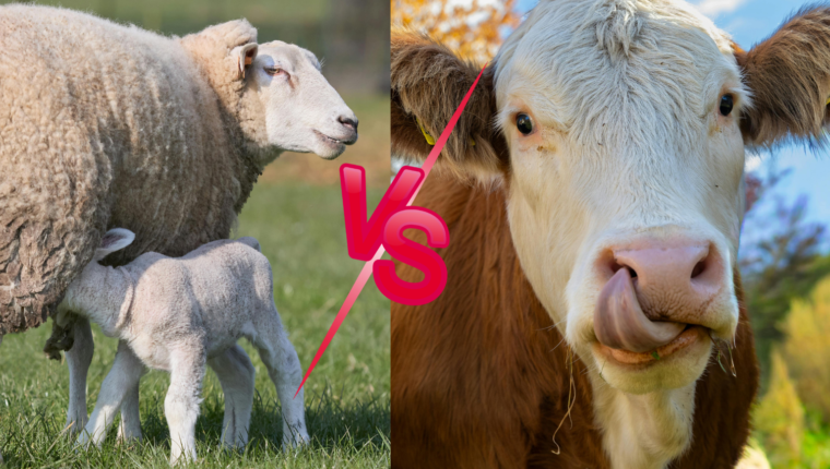 Ricotta vaccina VS ricotta di pecora: ecco tutte le differenze - immagine di copertina