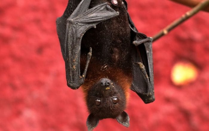 Latte di cocco, spezie e pipistrello: ecco cos'&egrave; il Paniki, la tradizionale zuppa indonesiana