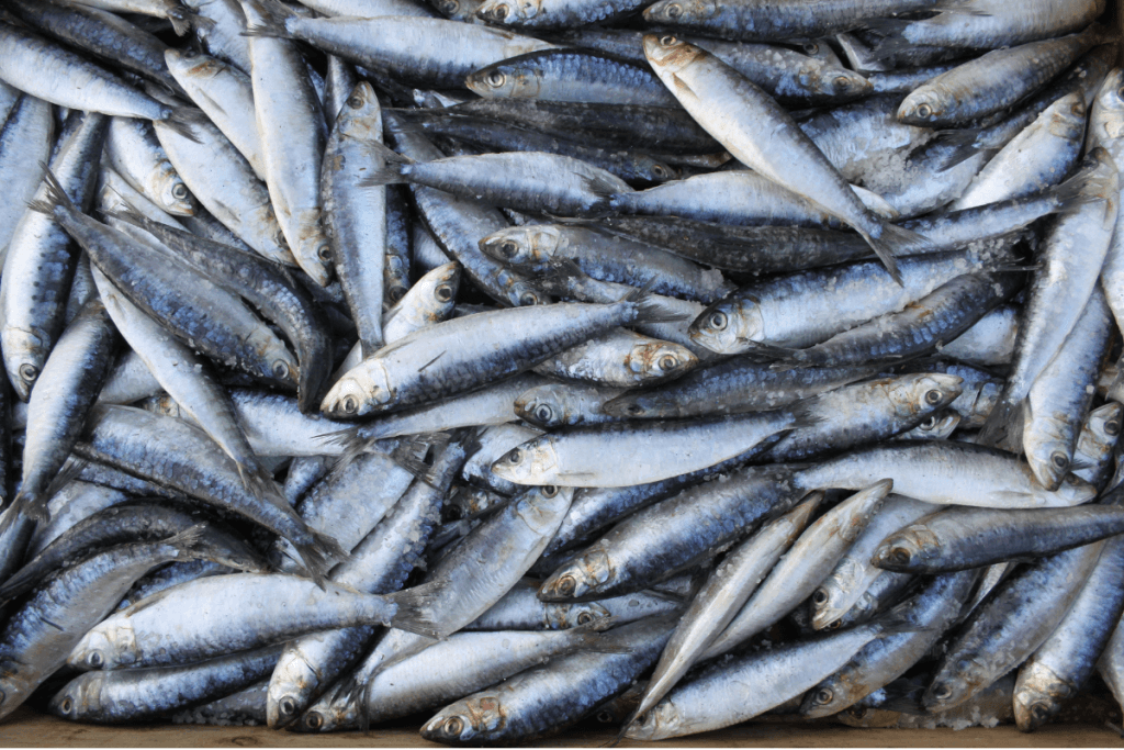sarde